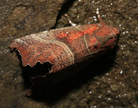 Herald moth